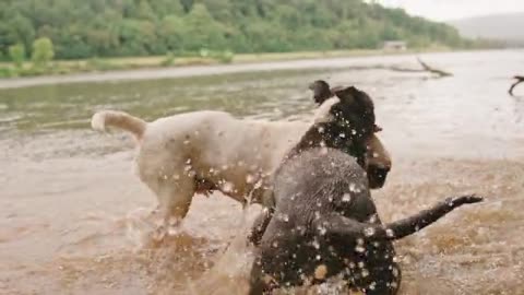 River Water Fitting Two dog and playing my cute Dog