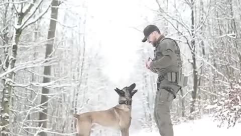 Army dogs training