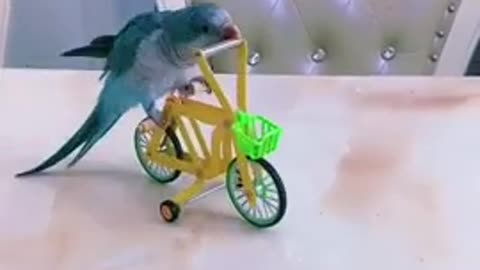 My parrot gone ride for bicycle 😂