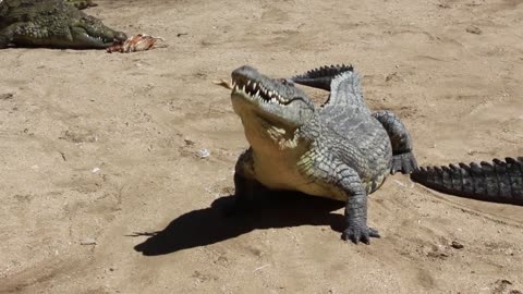 Namibia, Africa - crocodile farm - feeding crocodiles eat chickens