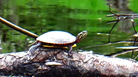 Painted Turtle