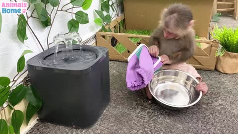 Bibi obedient helps dad with houswork#baby monkey animalshome