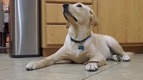 Labrador Dog Shows How Well Trained He is ###