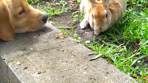 The first meeting of my puppy and bunny Kelly