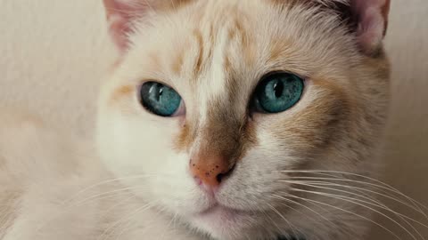 White, blue-eyed cat