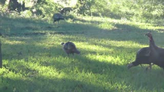 The Deer And Turkey Sanctuary