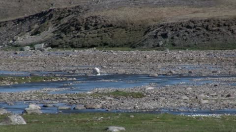 POLAR BEAR SEEKING FOR FOOD