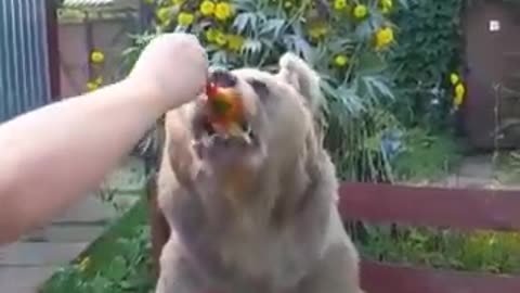 Funny bear eat honey