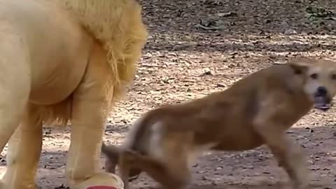 See how dog react with fake lion