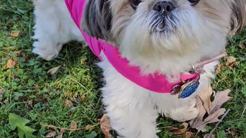 Rosie Is Pretty In Pink (Featuring Rosie The Shihtzu)