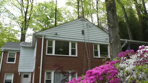 Chill Dog Hangs Out on Roof