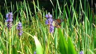 Monarch Butterfly