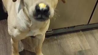 Doggo Struggles to Get Cheese Spread Off His Nose