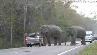 Elephant Ransacks Truck Bed