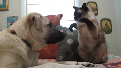 Cat boxing dog. Who wins?