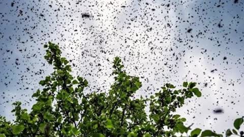 Many bees flying sound in the sky