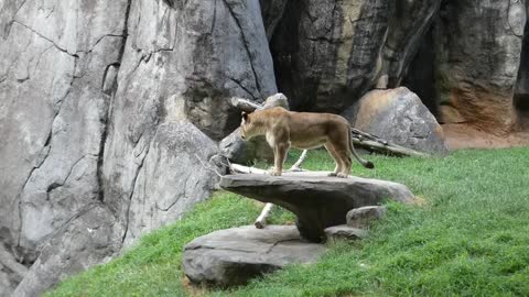 Lion Roar Off! Cincinnati Zoo's John vs. North Carolina Zoo's Mekita