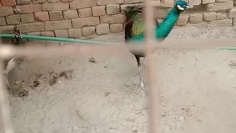 Beautiful Peacock 🦚 Video By Kingdom of Awais