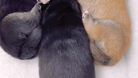 Cute Dogs Baby Fun For Sleep