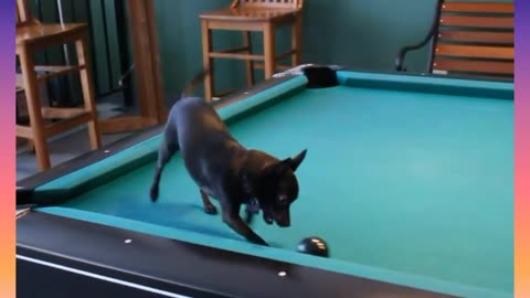 CUTE AND FUNNY CHIHUAHUA PUPPY PLAYING ON A POOL TABLE😍😍😍❤️❤️🐕🐕