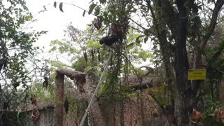 Chicken Playfully Slides down Iron Bar