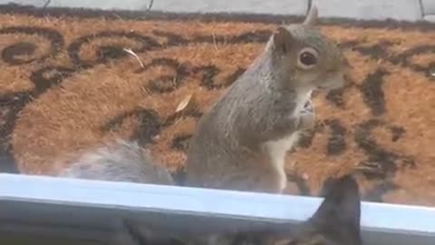 Cat and Squirrel, The beauty of nature