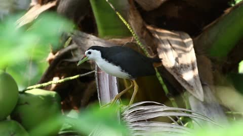 Black and white bird on a fern - With great music