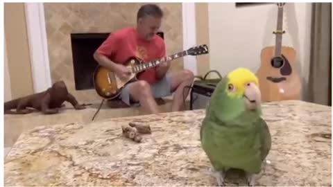 The parrot that sings along