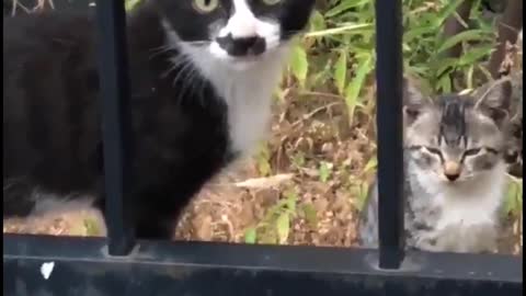 Cat's Nose Has Cat-Shaped Markings