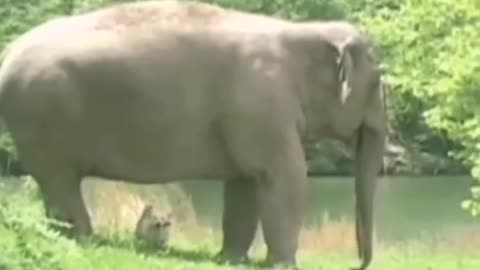 Heartwarming Story: Elephant's Deep Friendship with Dog Turns to Despair and Joy!