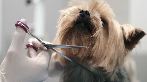 Dog hair cutting