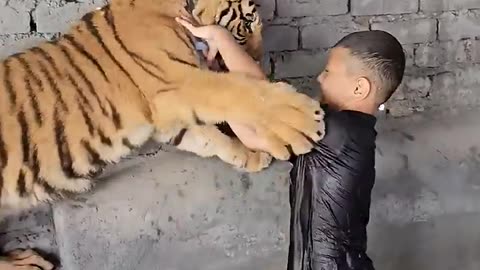 Naughty kid playing with Bengsl Tiger in his pool #Lion