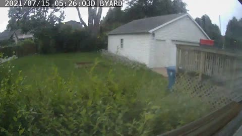 Elmhurst IL - tree falling on my power lines.