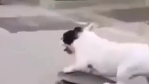 Funny Dog Action