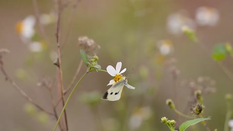 Butterflies flying on the flower.