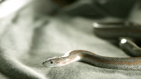 beautiful snake moving slowly