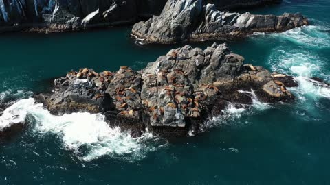 Drone Footage of Seals Laying on an Oceanic Landform