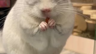 Chinchilla eating apple "mukbang"