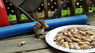 Chipmunk is nuts for peanuts