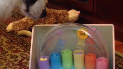 Black white dog stares at toy while owner plays with it