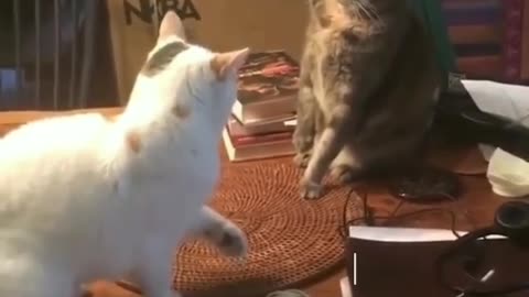 Funny cats FIGHT//2022//funny catsll...New videos