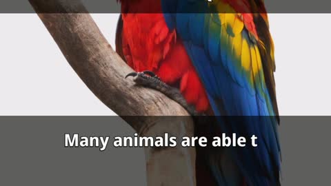 Parrot Qoute | Parrot Lovers Thoughts| Parrot Lovers