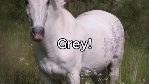 Horse coat colors! GREY EDITION!