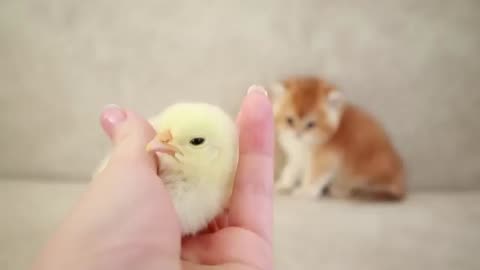 Kittens walk with a tiny chicken