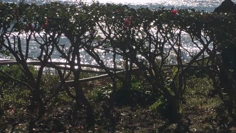 Garden by the sea, Yokosuka