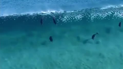 Dolphins Riding a Wave.