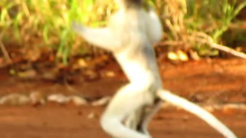 Dancing Sifaka Berenty