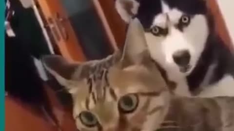 Cats and dogs fighting very funny