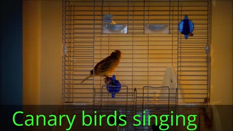 canary birds singing