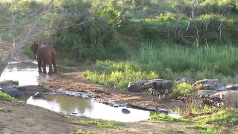 Wild Dogs Want to Cross River | Giant Bull Elephant Has Other Ideas